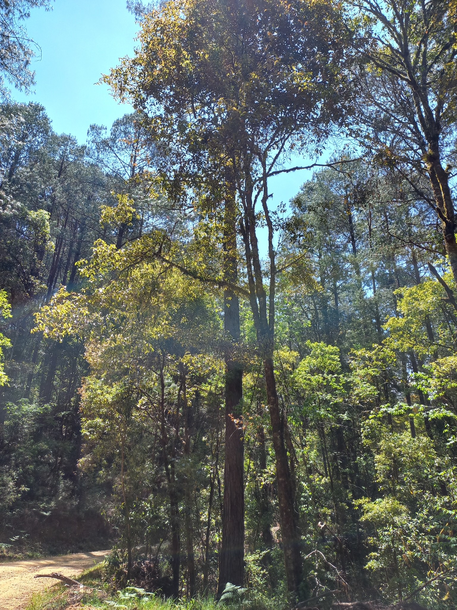 Quercus laurina